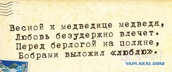 медведь.jpg