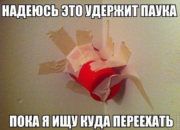 паук.jpg