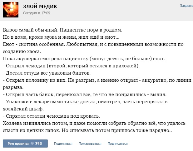 енот.jpg
