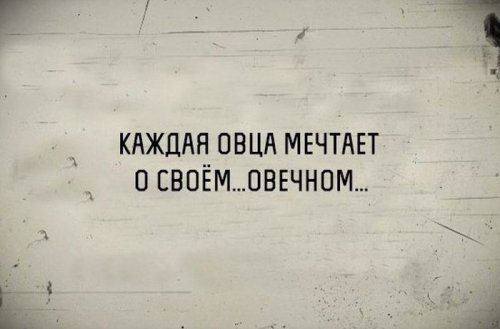 овец.jpg