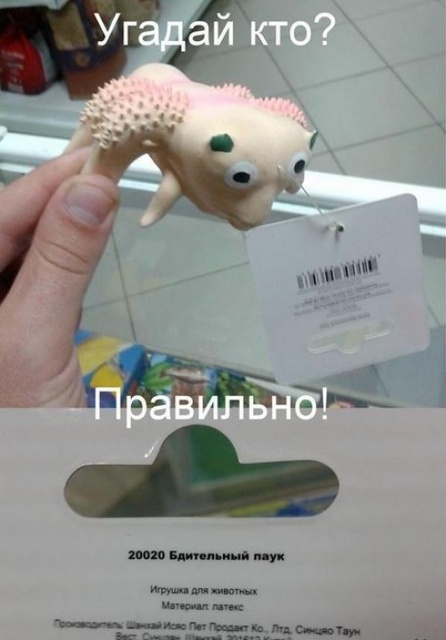 паукб.jpg