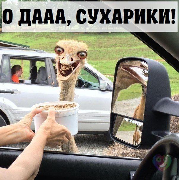 стрс.jpg