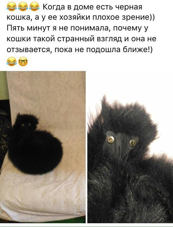 коша.jpg