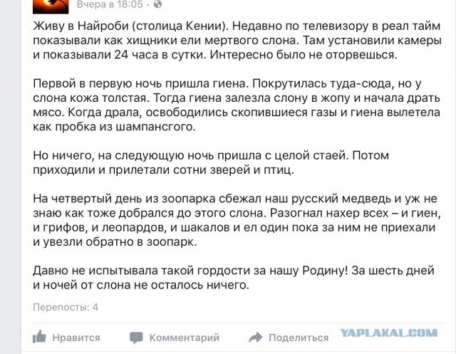 слон.jpg